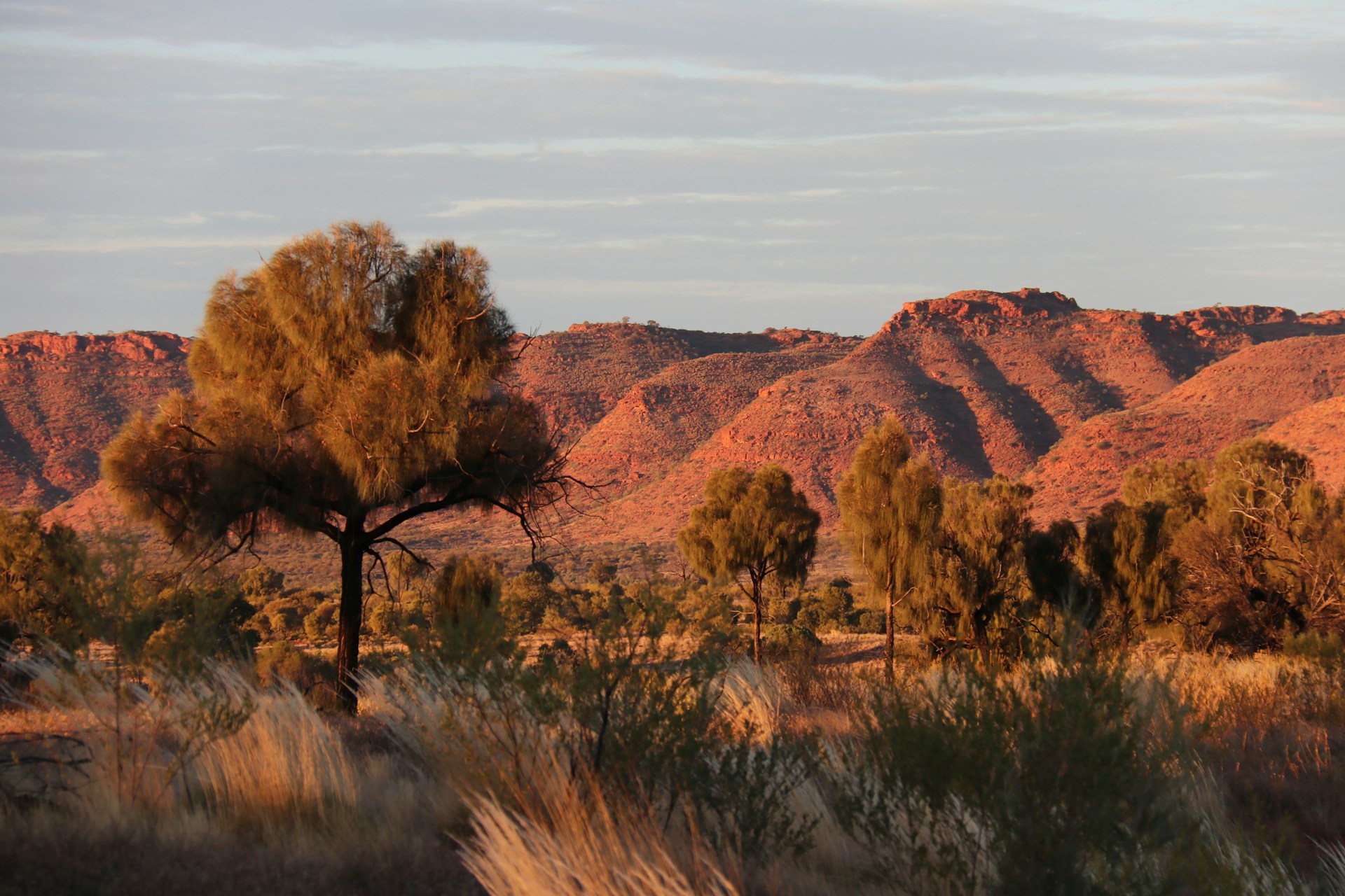 Scenic view of the Northern Territory outback at sunset with characteristic trees and rolling hills