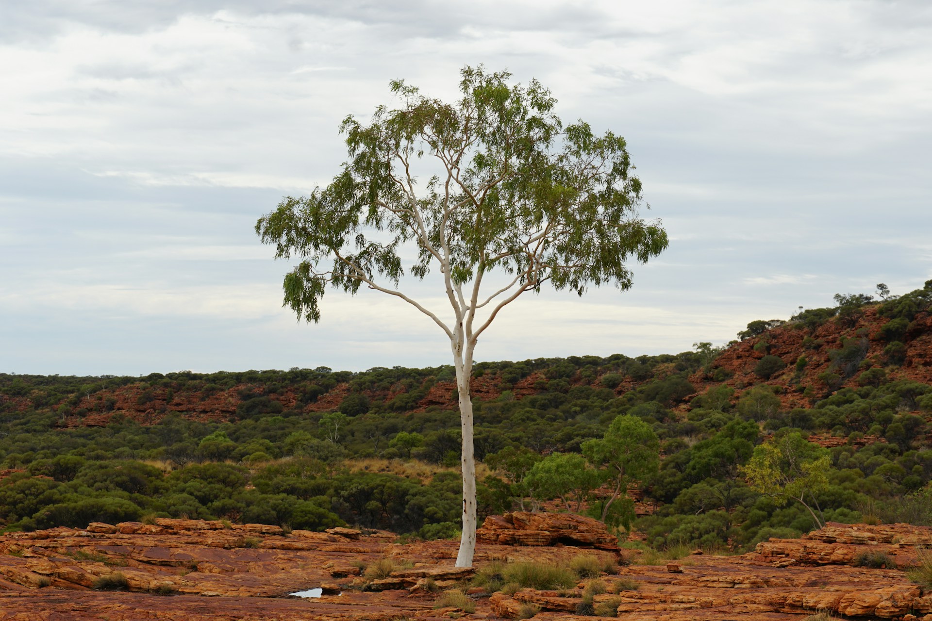 Resilient tree in a rugged Northern Territory landscape, symbolizing strength and connection to the land